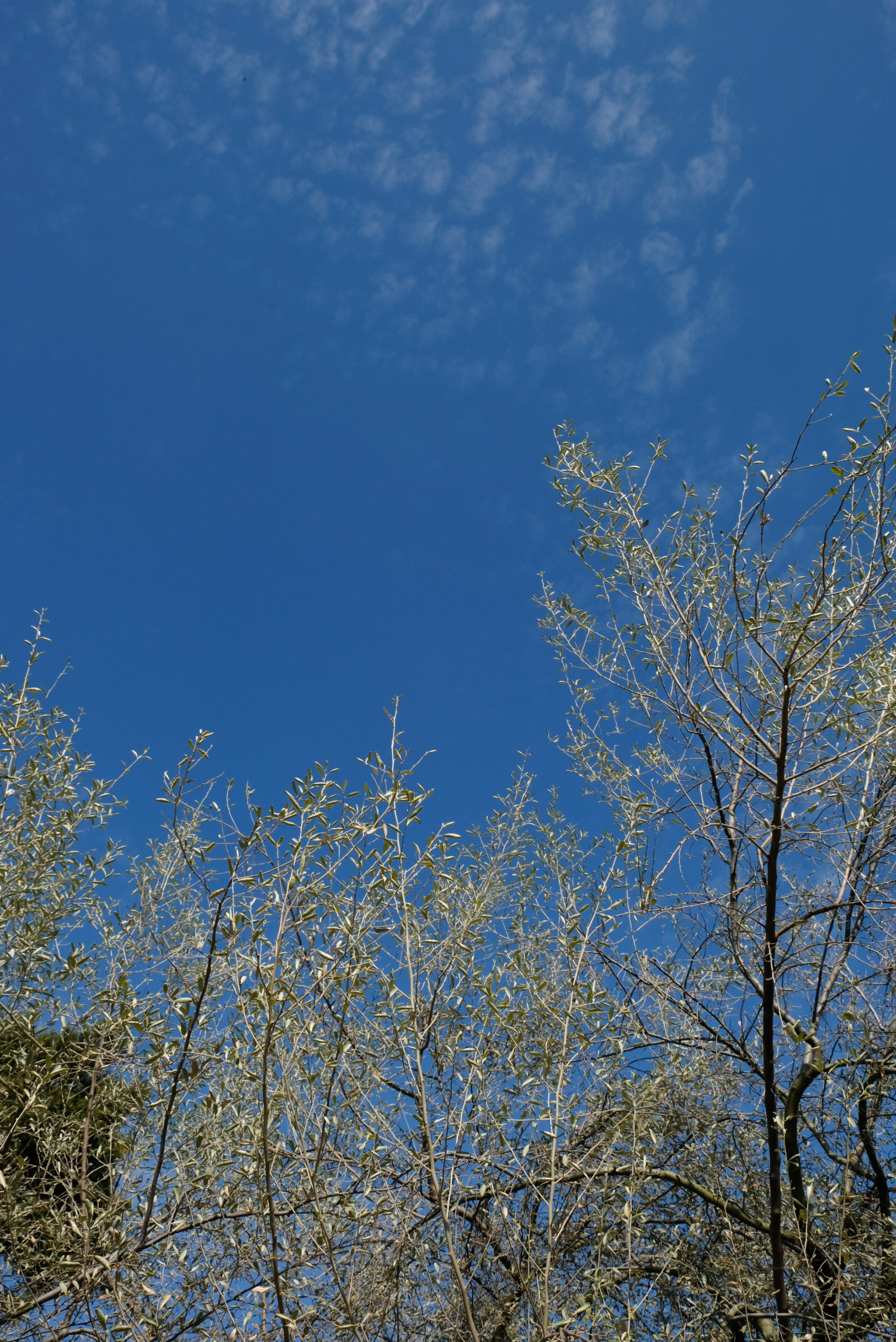 ポストカード３枚セット / あお