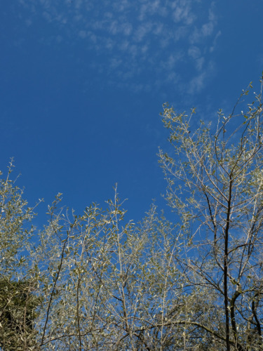 ポストカード３枚セット / あお