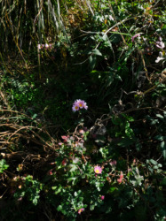 ポストカード３枚セット / あお